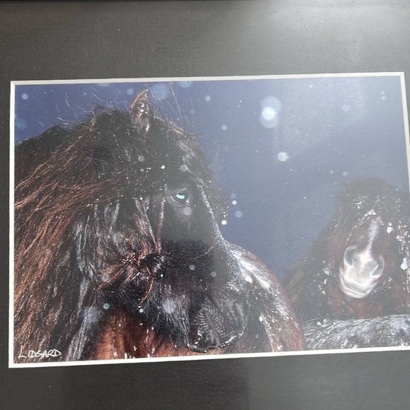 Lidgard Sable Island wild horse photo - Picture 2 of 6